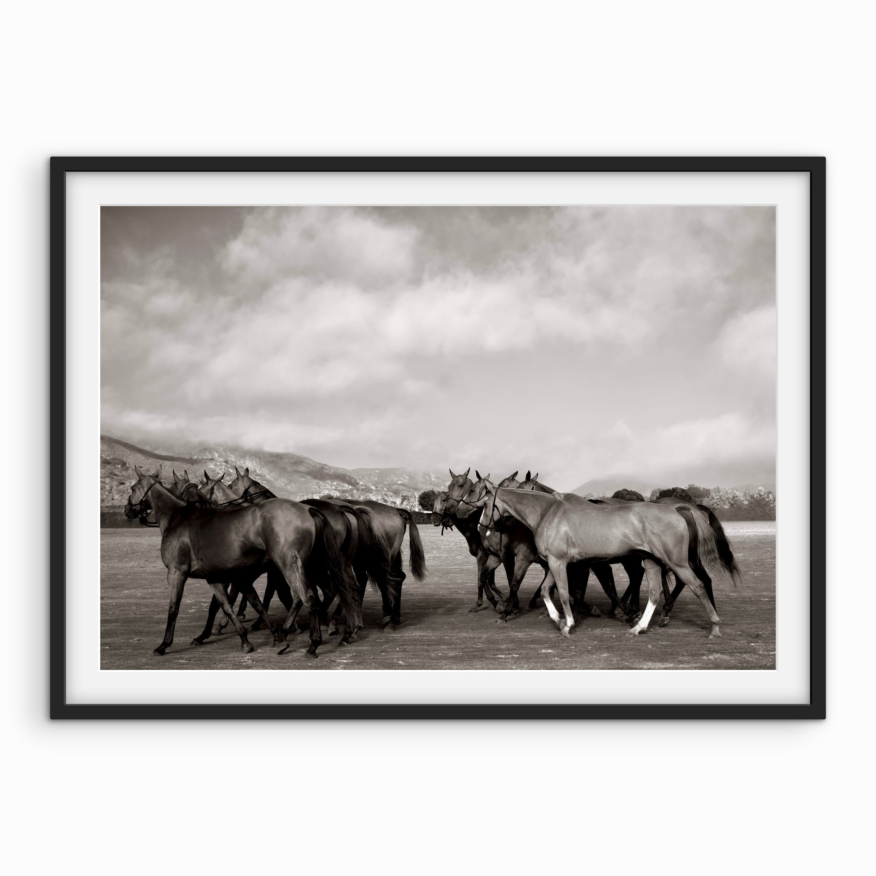 Polo Ponies