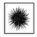 Urchin, Santa Cruz