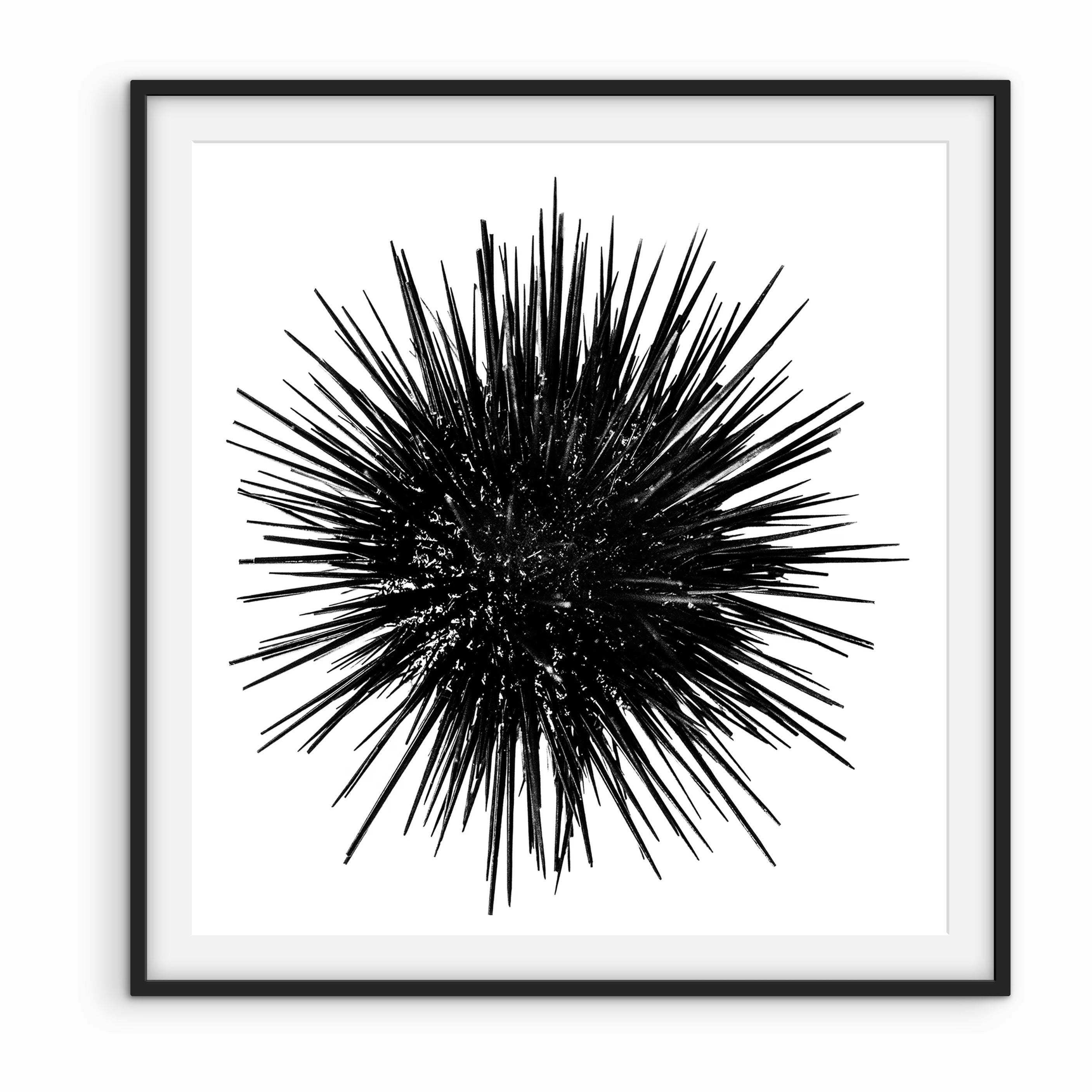Urchin, Santa Cruz Island